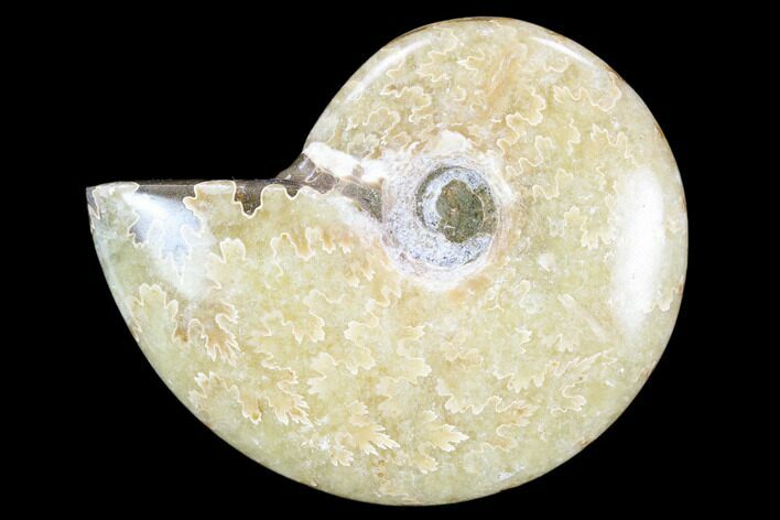 Polished, Agatized Ammonite (Cleoniceras) - Madagascar #119115